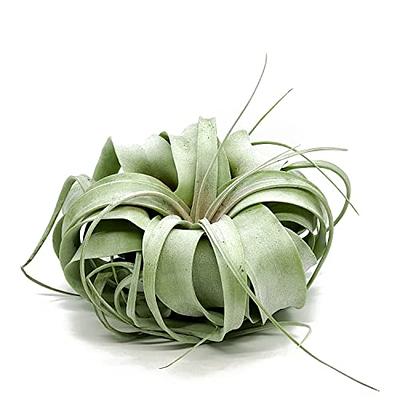 ragnaroc Live Air Plants - Tillandsia Gift Box TOR Variety Pack