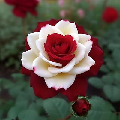 CHUXAY GARDEN Juliet Rose Seed 10 Seeds Rose Shrub Flowering Plant Hardy  Beautiful Distinctive Petals Wonderful Choice for Garden