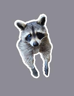 Raccoon' Sticker