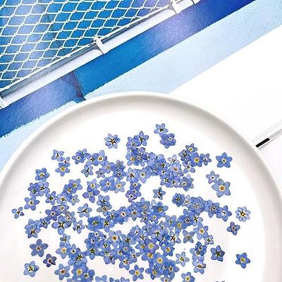 100 Pcs Natural Forget Me Not Pressed Dried Flowers Blue Don't Forget Me  Dried Flower Real Dried Flowers for Resin Jewelry Candle Card Making Nail  Art