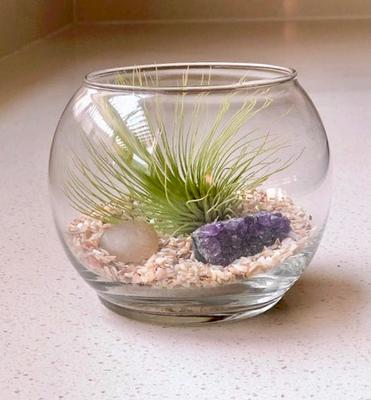 Beachy Air Plant Terrarium Kit, Sea Scape Design with Hand-Blown Glass &  Natural Wood Base, Seashell Table Centerpiece, Coastal Home Decor