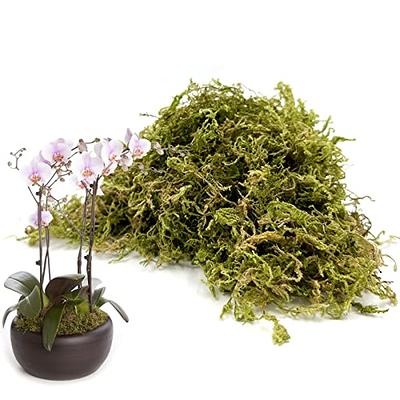 Sphagnum Moss 5 oz Dried Forest Moss for Orchid Moss Potting Mix, Natural  Plant Moss for Carnivorous Plants, Succulent, Reptile