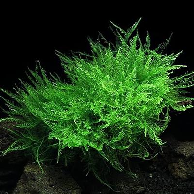 Java Moss Coconut Cave | Aquarium Plants Factory