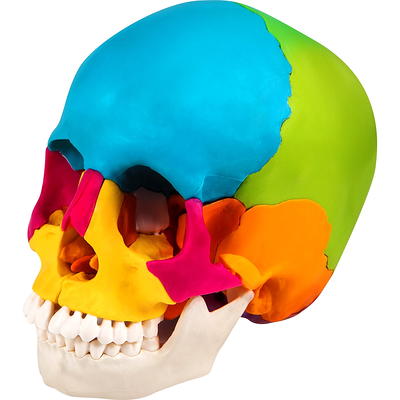 READAEER Life Size Human Skull Model 1:1 Replica Realistic Human Adult  Skull Head Bone Model