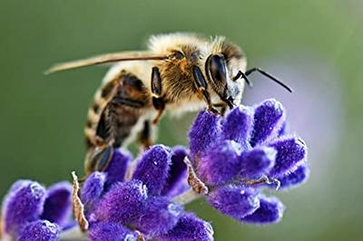 English Lavender Heirloom Seeds