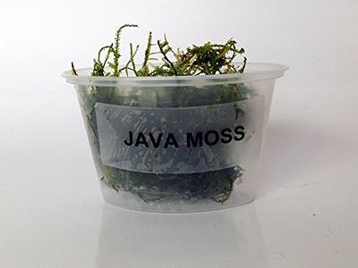 Planterest Java Moss On Driftwood Vesicularia Dubyana Easy Beginner Live  Aquarium Plant Decorations