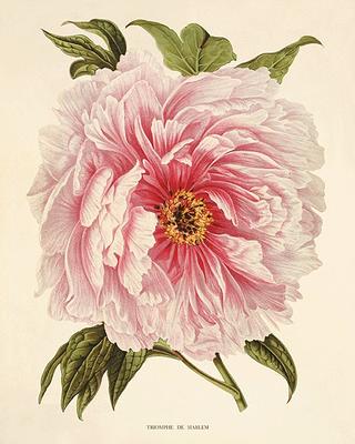 antique flower prints