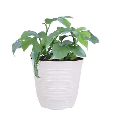 Arcadia Garden Products 4 in. Monstera Thai Constellation Plant