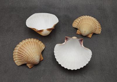 Coco Clam Seashells - (20 shells approx. 1.5-2 inches)