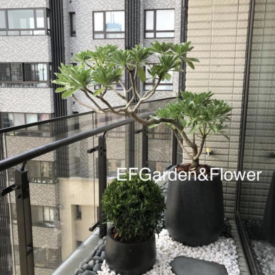 EF Garden & Flower 益豐園藝