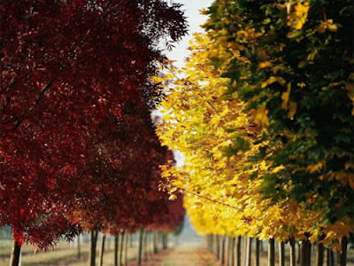 جمال فصل الخريف حول العالم Beautiful-autumn+%252819%2529