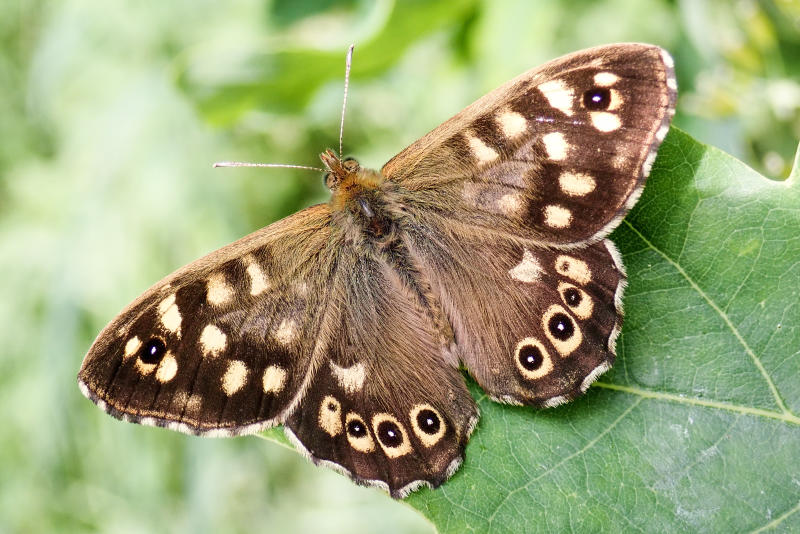 climate-change-threatens-britain-s-rarest-butterflies