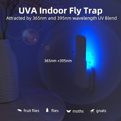 Trappify Hanging Fly Traps Outdoor: Fruit Fly Traps for Indoors | Fly  Catcher, Gnat, Mosquito, & Flying Insect Catchers for Inside Home -  Disposable