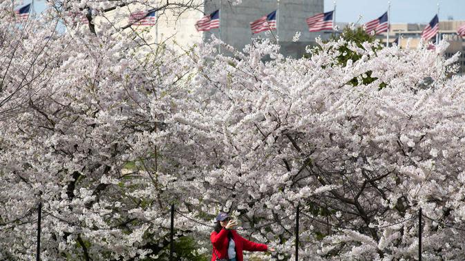 FOTO: Warga AS Menikmati Bunga Sakura Kala Corona Melanda