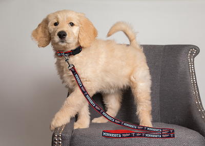 Minnesota Twins MLB Dog Jersey