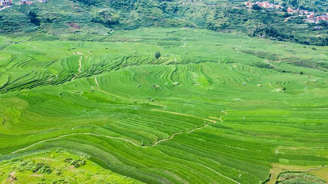 FOTO Pemandangan  Sawah  Terasering di Guizhou