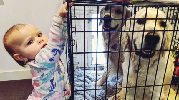 PHOTO: Chloe Cardinal, 15 months, tries to help Colby and Bleu break out out of their cage. (Courtesy Chris Cardinal)