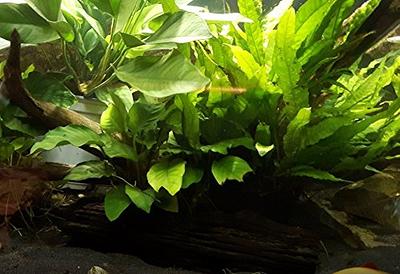 Dwarf Java Moss Live Aquarium Plants, Green Leaf, 1 Cup - Yahoo Shopping