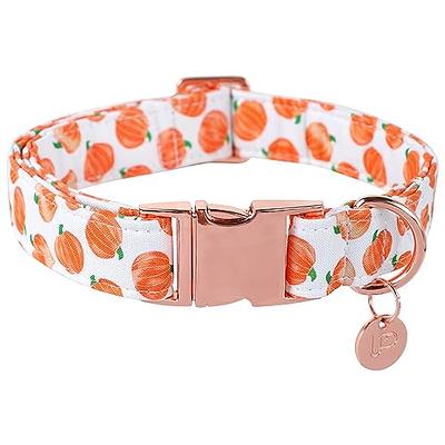 Shop Stylish Dog Collars for Pups