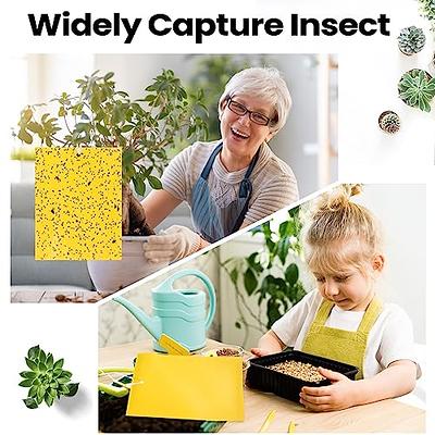  Faicuk 20-Pack Clear Window Fly Traps Sticky Fly Strip for  Indoor Houseflies Nontoxic and Pesticide-Free : Patio, Lawn & Garden