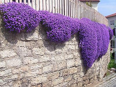 35+ VERBENA BLUE LAGOON PERENNIAL FLOWER SEEDS / DEER RESISTANT