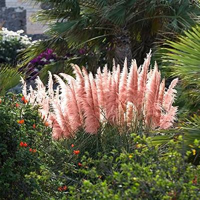 QAUZUY GARDEN Heirloom 50+ Ornamental Perennial Grass Seed - Pampas Grass -  Pink Tall Feathery Blooms, Eye-catching Plant, Easy to Grow & Low  Maintenance - Yahoo Shopping