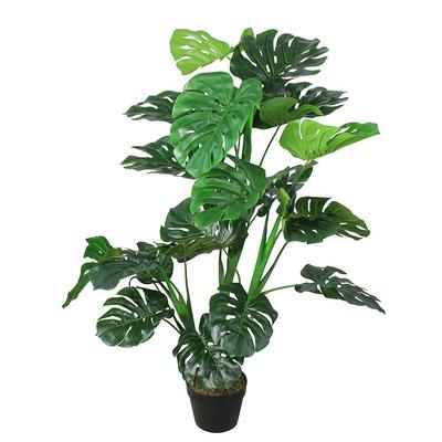 Plant - Yahoo Shopping