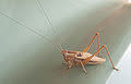 موسوعة الحشرات 120px-Cricket