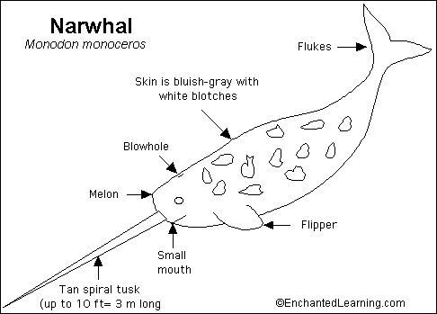 موسوعة ( الحيوانات مهددة الإنقراض )  Narwhal_bw