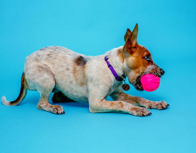 Hartz Dura Play Ball Dog Toy, Medium, Color May Vary 