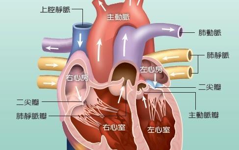 丁松筠神父心臟病發辭世 注意！有這三徵兆心臟恐怕有問題