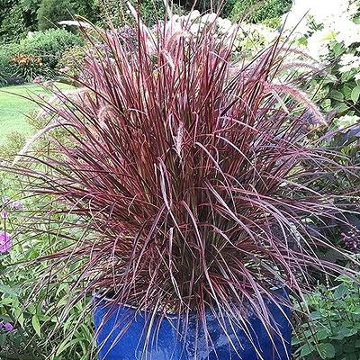 QAUZUY GARDEN Heirloom 50+ Ornamental Perennial Grass Seed - Pampas Grass -  Pink Tall Feathery Blooms, Eye-catching Plant, Easy to Grow & Low  Maintenance - Yahoo Shopping