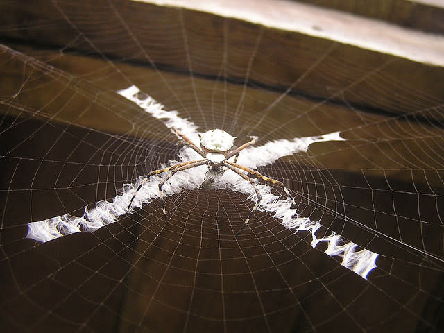 تصاميم شبكات العنكبوت تحيّر العلماء Web+decoration+stabilimentum+2