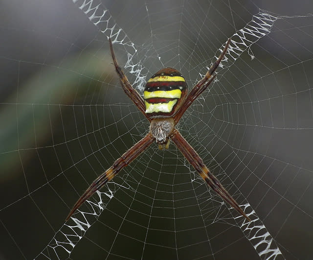 تصاميم شبكات العنكبوت تحيّر العلماء Web+decoration+stabilimentum+11