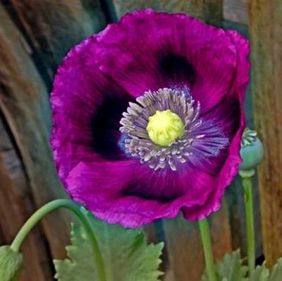 4 Pack - Poppy Flower Seed Collection - SurvivalGardenSeeds