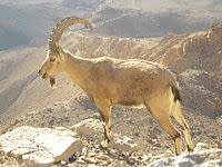 موسوعة ( الحيوانات مهددة الإنقراض )  200px-Nubian_Ibex_in_Negev