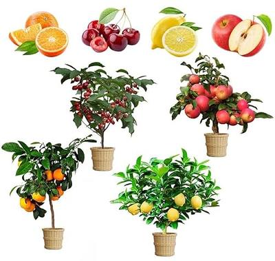 Organic Cordera® Semi-Dwarf Apple Tree - Fruition Seeds