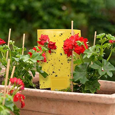 48pcs Yellow Sticky Traps for Gnats, Sticky Fruit Fly Fungus Gnat Trap Bug  Traps Killer for White Flies, Aphids, Leaf Miners, Thrips Indoor Outdoor -  Kensizer