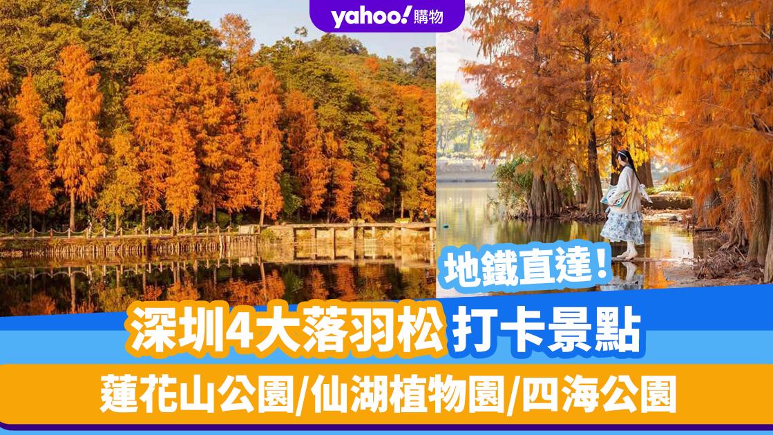 深圳好去處｜深圳4大落羽松打卡景點！地鐵直達 熱門蓮花山公園、仙湖植物園天空之鏡、四海公園人流最少、荔枝公園最具古典美