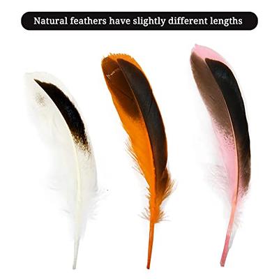 Silver Tip Black Goose Feathers, 10 Pieces, 6-8 Inches, Fall Halloween