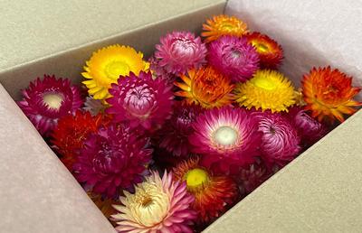 Dried Everlasting Flowers - Natural Helichrysum