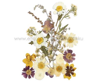 20 Pc Sample Pack Pressed Dried Flowers Mixed, White Assorted, Preserved  Flowers, Real Flat - Yahoo Shopping