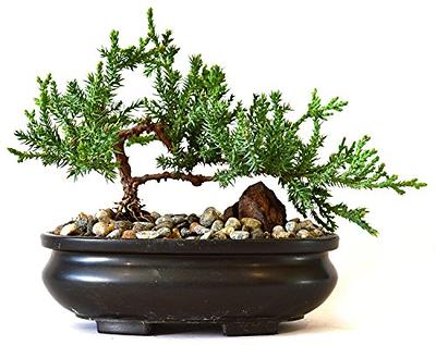 Live Dwarf Australian Weeping Willow Bonsai Tree - Fast Growing,  Indoor/Outdoor Bonsai Material