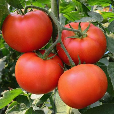 Tomato Garden Seeds- Jet Star Hybrid - 1000 Seeds- Non-GMO, Gardening