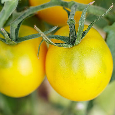 Beefsteak' - (Non-GMO) - Tomato Seeds - (Heirloom) - 300mg