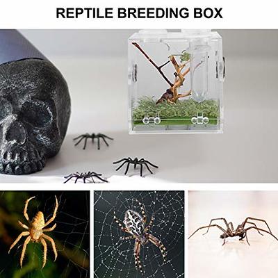 Spider Reptile Insect Feeding Box Reptile Breeding Box Terrarium Accessories  Insect Box For Spider Cricket Snail