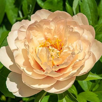 Spring Hill Nurseries Yellow And Red Colored Flowers Callie S Memory Itoh Peony Paeonia Live Bareroot Perennial Plant 1 Pack Yahoo Shopping
