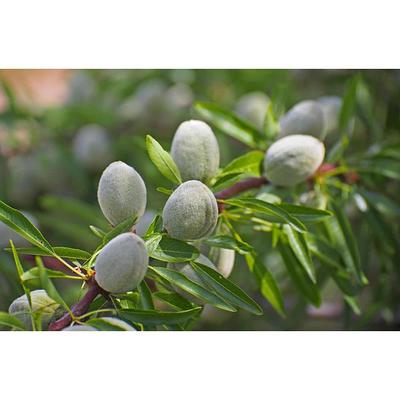 Online Orchards Dwarf Bosc Pear Tree - Sweet and Hardy Cinnamon Brown Pears (Bare-Root, 3 ft. to 4 ft. Tall, 2-Years Old)