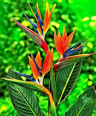 CEMEHA SEEDS - Bird of Paradise Crane Flowers Strelitzia Indoor Exotic  Perennial Flowers for Planting