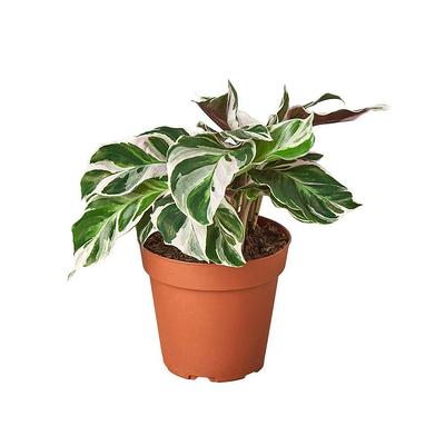 Brasil Philodendron Plant in 4 in. Grower Pot